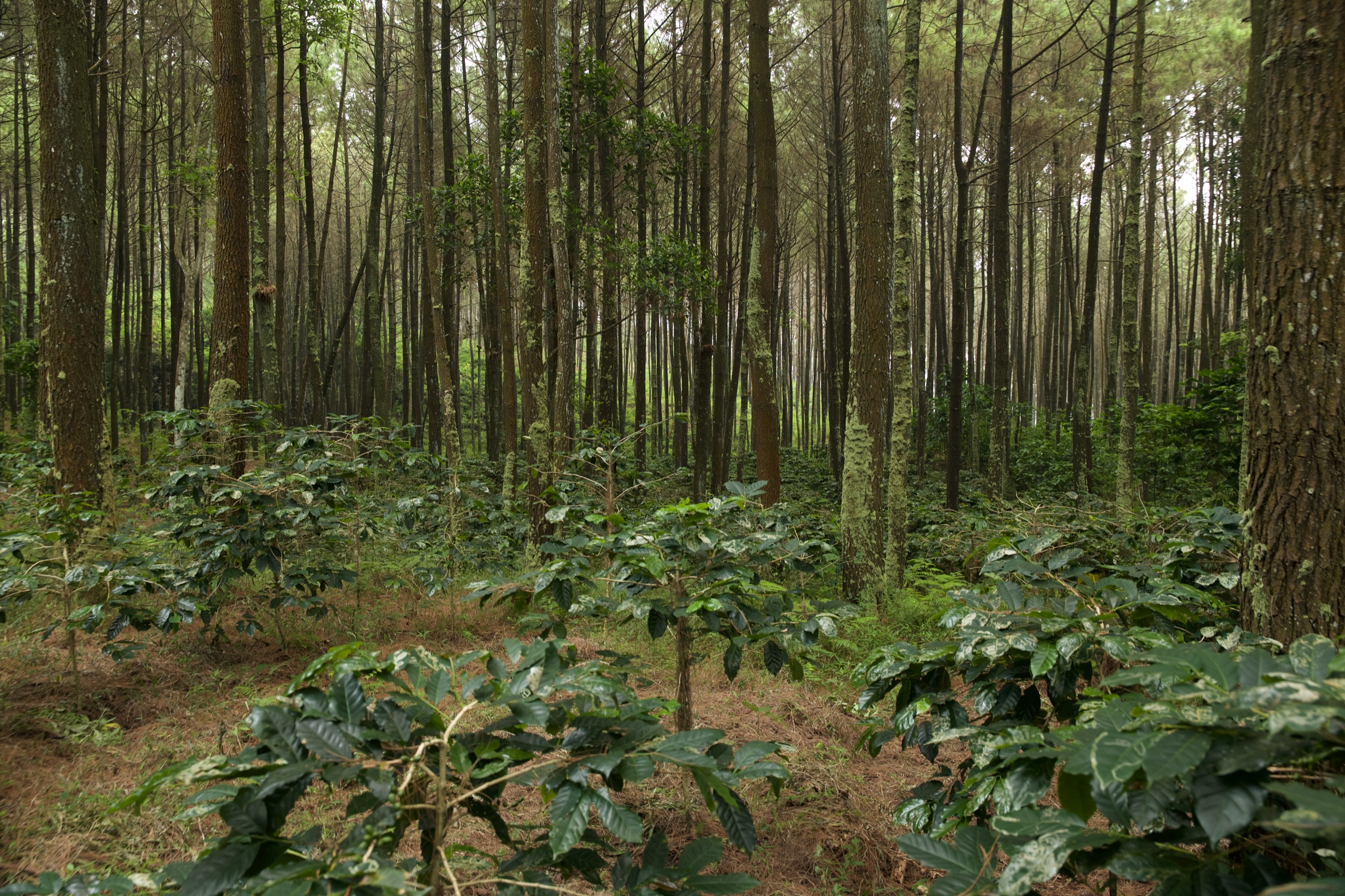 Coffee growing beneath highland pines at origin
