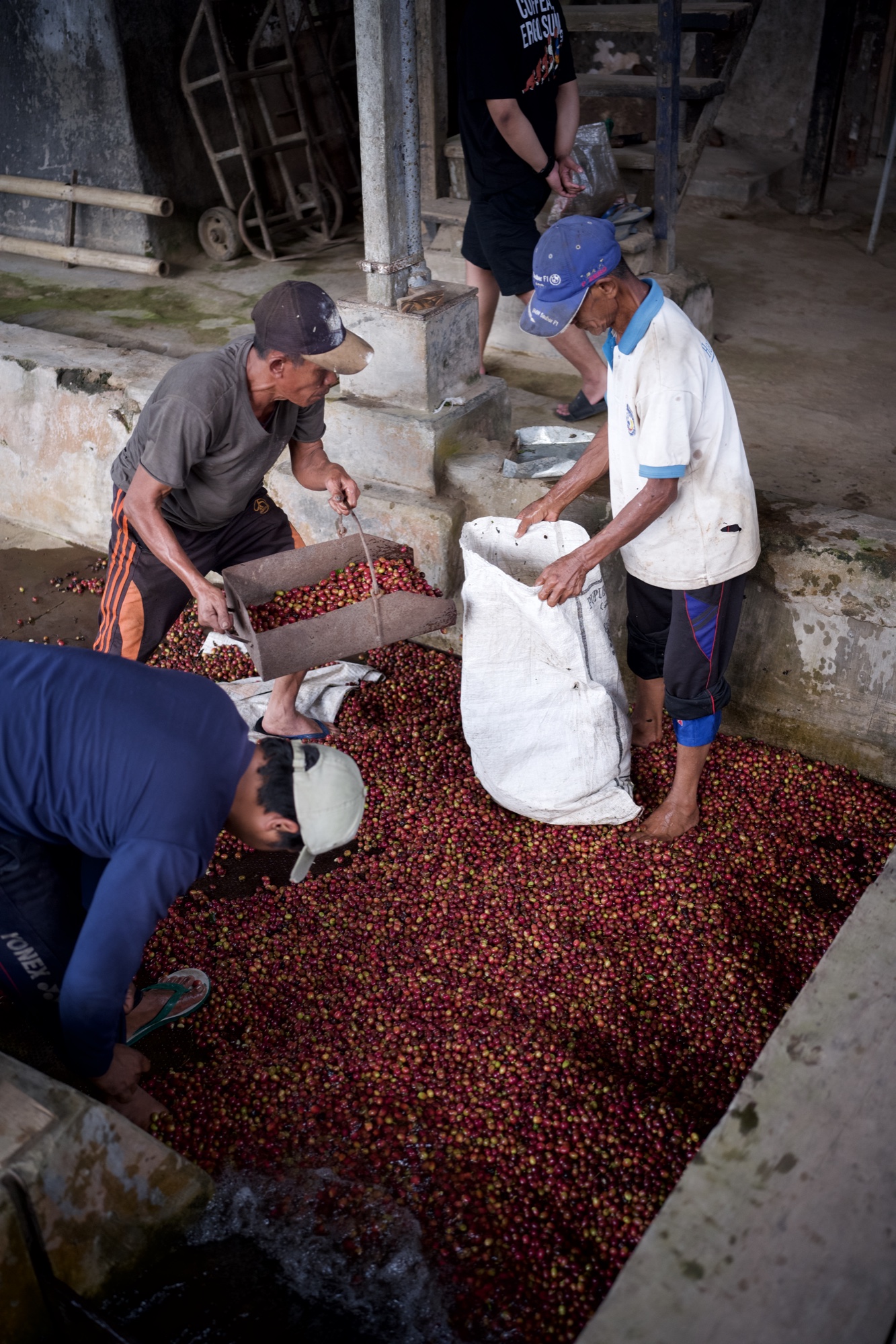 Producers bagging freshly harvested coffee cherries for the journey onward