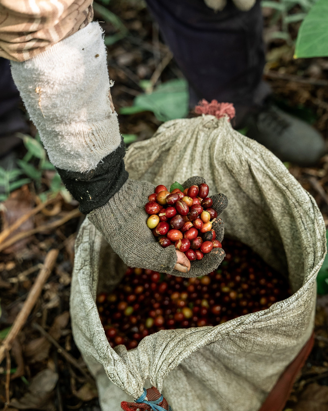 A hand holding selectively picked ripe red coffee cherries