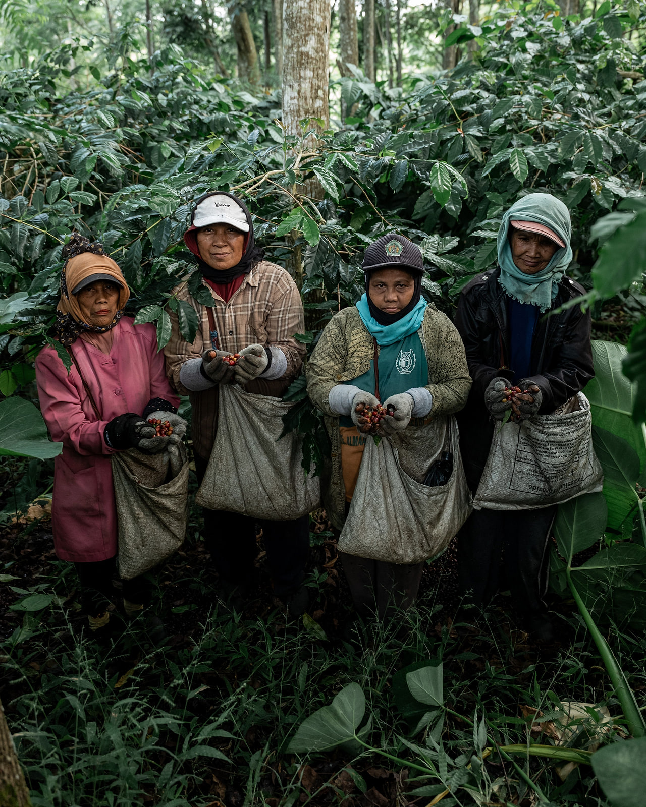 Cupped hands holding freshly picked coffee cherries at the farm