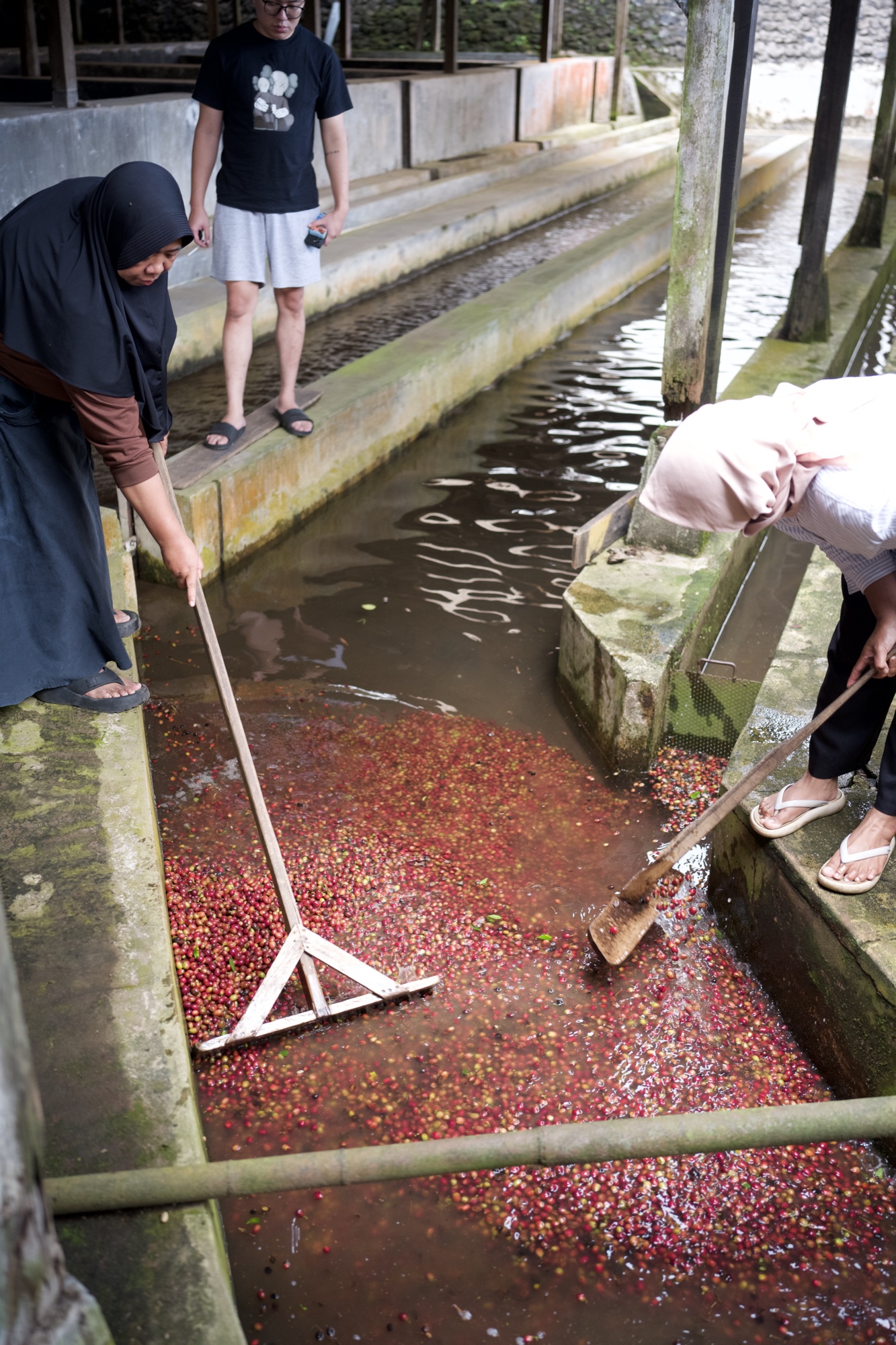 Workers sorting cherries in the washing channel at the wet mill — the process in full view