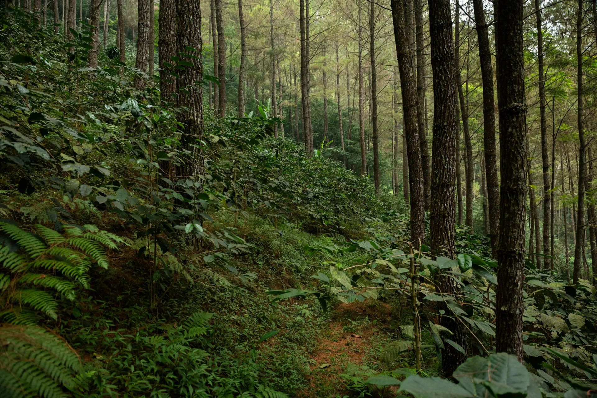 Coffee plants growing beneath tall trees during the GCAG Indonesia farm visit.